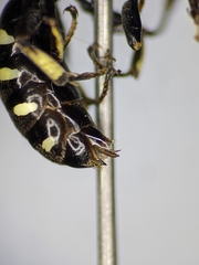 Ectemnius borealis