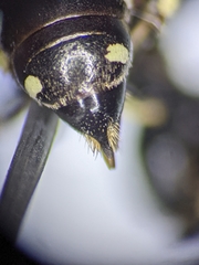 Ectemnius borealis