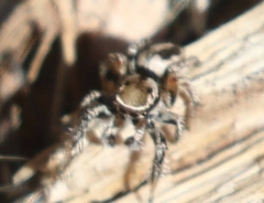 Habronattus formosus