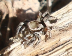 Habronattus formosus