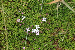 Arcytophyllum muticum
