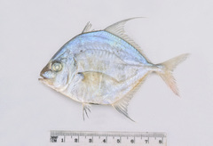 Platycaranx chrysophrys