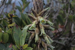 Puya nitida