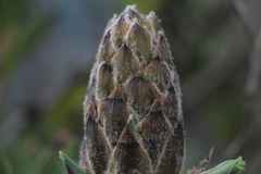 Puya nitida