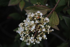 Viburnum triphyllum