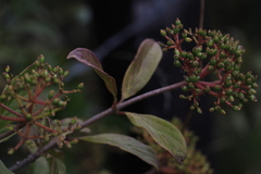 Viburnum triphyllum