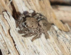 Habronattus formosus