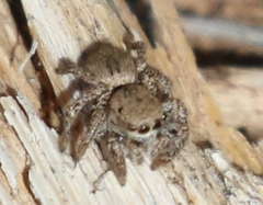 Habronattus formosus