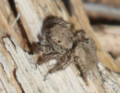Habronattus formosus