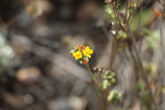 Chaetolepis microphylla