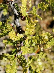 Bursera exequielii
