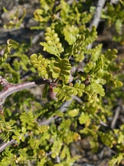 Bursera exequielii