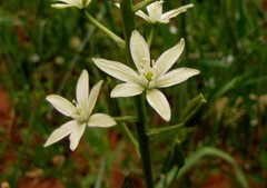 Ornithogalum