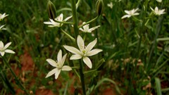 Ornithogalum