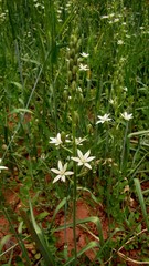 Ornithogalum