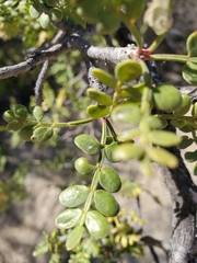 Bursera exequielii
