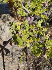 Bursera exequielii