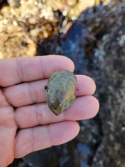 Crepidula onyx