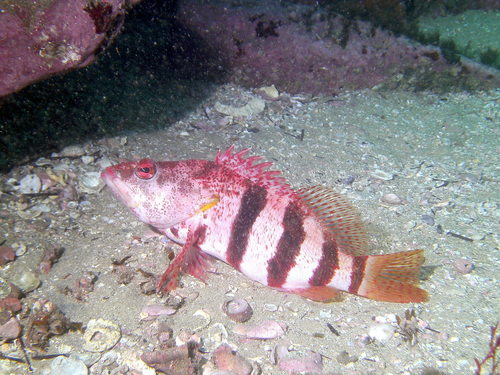 Gebande zeebaars (Hypoplectrodes nigroruber) — Serranidae