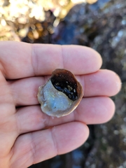 Crepidula onyx