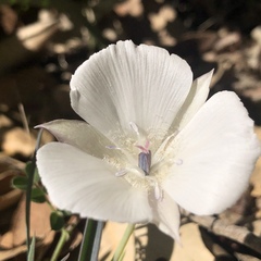 Calochortus umbellatus