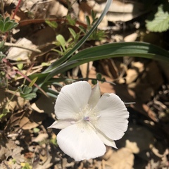 Calochortus umbellatus
