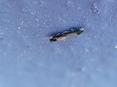 Holoplagia guamensis