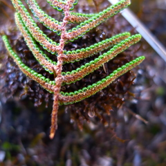 Gleichenia alpina