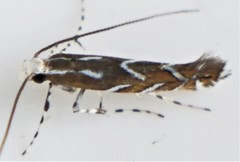 Parectopa pennsylvaniella