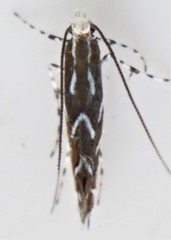 Parectopa pennsylvaniella