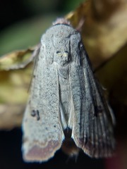 Anicla