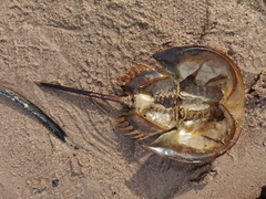 Tachypleus gigas
