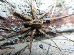 Tigrosa