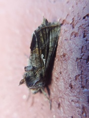 Autographa precationis
