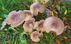Leucoagaricus americanus