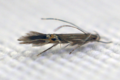 Cosmopterix fernaldella
