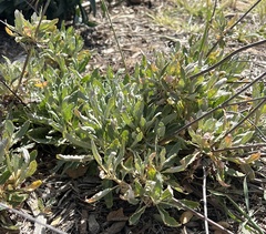 Eriodictyon crassifolium