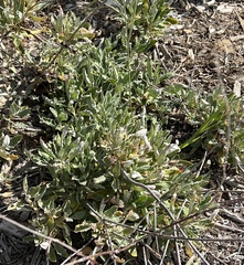 Eriodictyon crassifolium