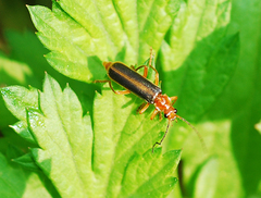 Cantharis soeulensis