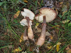 Leucoagaricus americanus