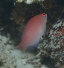 Pseudocheilinus evanidus