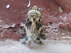 Spodoptera