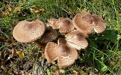 Leucoagaricus americanus