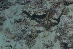 Pseudocheilinus evanidus