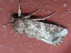 Spodoptera