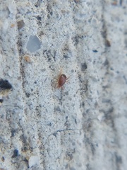 Acari