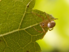Araniella