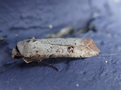 Anicla