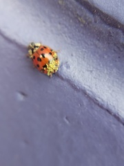 Hesperomyces harmoniae