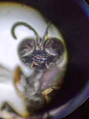 Ectemnius borealis